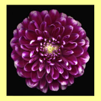 Purple Dahlia posters