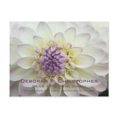 Purple Dahlia Save the Date Postcard