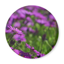 Purple Daisies Daisy magnets