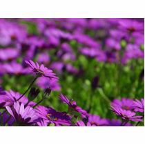 Purple Daisies Daisy photo sculptures by lifesphere Purple Daisies Daisy photo sculptures