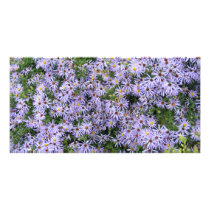 Purple Daisies photo cards by Loribme Purple Daisies photo cards