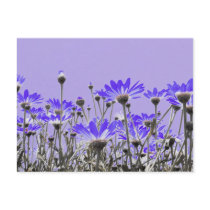 Purple Daisies Postcard