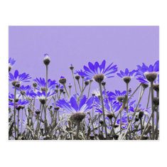 Purple Daisies Postcard