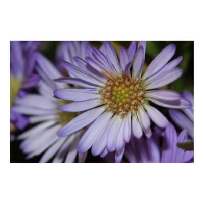 Purple Daisies Poster by cherylarogers