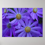 Purple Daisies - Poster #1