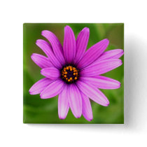 Purple Daisy buttons