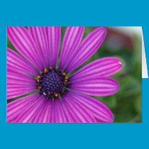 Purple Daisy Card cards