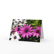Purple Daisy cards by alohasasha Purple Daisy cards
