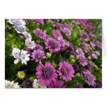 Purple Daisy Card