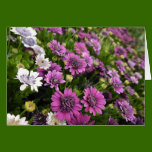 Purple Daisy Card cards