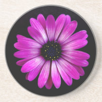 Purple Daisy coasters