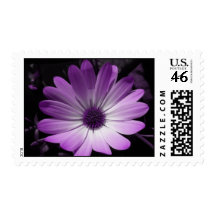 Purple Daisy Flower Postage Stamp
