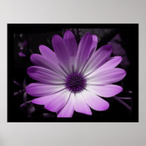 Purple Daisy Flower Print