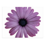 Purple Daisy Like Flower Osteospermum ecklonis Post Card