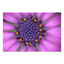 Purple Daisy Picture Photo Print