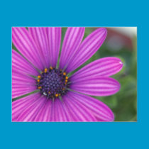 Purple Daisy Postcard postcards