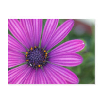 Purple Daisy Postcard