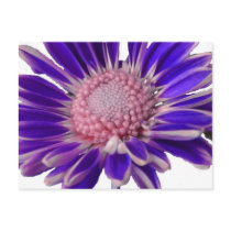 Purple Daisy Postcards
