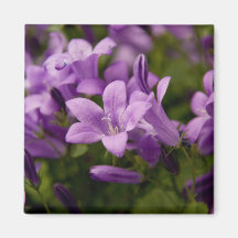 Purple Dalmatian Bellflowers Magnet