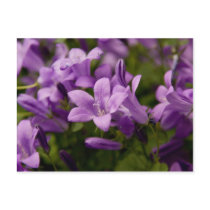 Purple Dalmatian Bellflowers Post Card