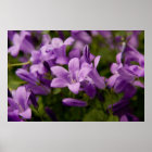 Purple Dalmatian Bellflowers style=border:0;