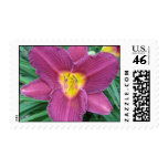 Purple Daylilly Stamp