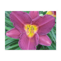 Purple Daylily Postcard postcards