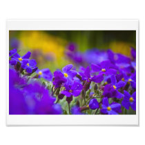 Purple Daze Photo Print