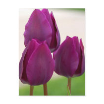 Purple Delight postcards