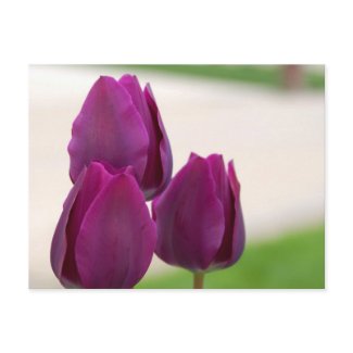 Purple Delight postcard