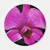 Purple dendrobium  flowers magnets