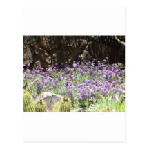 Purple Desert Flowers Post Cards