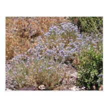 Purple Desert Wildlower Postcard