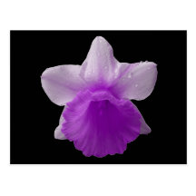 Purple Dripping Daffodil Postcard