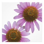 Purple Echinacea- Photography Print