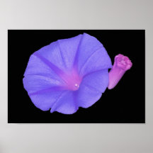 Purple Edan Bloom Print