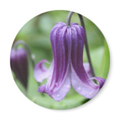 Purple Elegance magnet