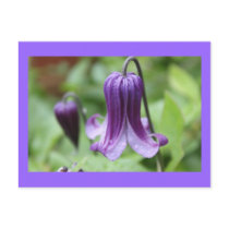 Purple Elegance Post Card