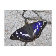 Purple Emperor butterfly postcard postcard