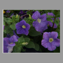 Purple Explosion postcards