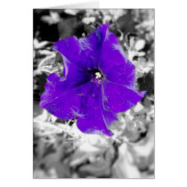 Purple fever cards