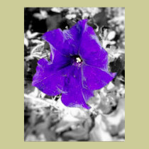 Purple fever posters by tina626 Purple fever posters