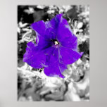 Purple fever posters
