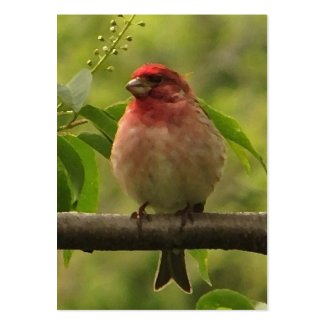 Purple Finch ATC