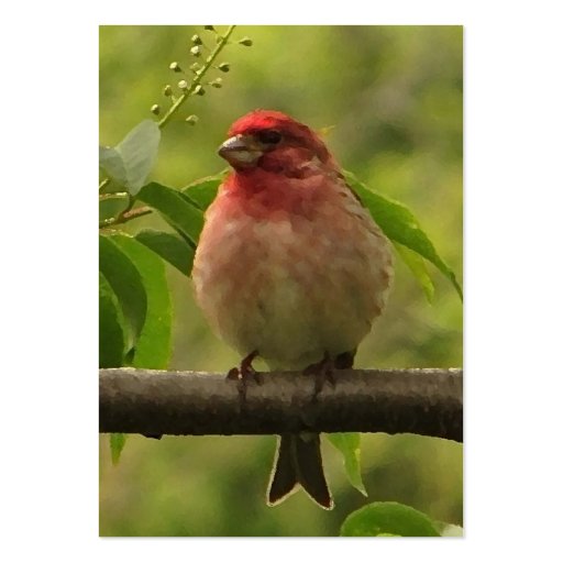 Purple Finch ATC Business Card Template (front side)