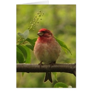 Purple Finch Fathers Day Greeting Cards