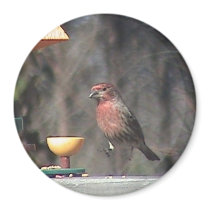 Purple Finch Magnet by sunsett76 Purple Finch Magnet