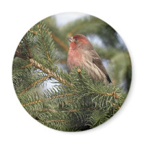 Purple Finch magnets by Orchidimages Purple Finch magnets