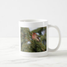 Purple Finch Mugs