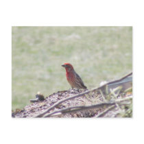Purple Finch postcards